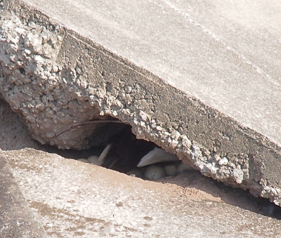 [In the opening between the two concrete sections there is a small cavern of sorts. The concrete is several inches thick above the black and white feathers over the eggs seen in the image. It appears there are eggs on either side of the duck.]